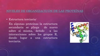 NIVELES DE ORGANIZACIUÓN DE LAS PROTEÍNAS
• Estructura terciaria:
En algunas proteínas la estructura
secundaria se pliega ...