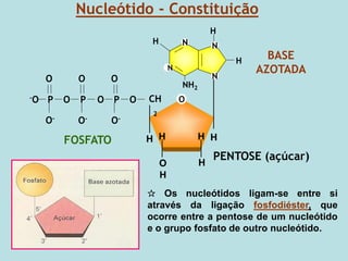 Nucleótido - Constituição
O
CH
2
H
H
H
H H
O
H
PENTOSE (açúcar)
O
P
P O
O
P
-O
O
O O
O-
FOSFATO
O-
O-
BASE
AZOTADA
NH2
N
H N
H
N
N
H
✰ Os nucleótidos ligam-se entre si
através da ligação fosfodiéster, que
ocorre entre a pentose de um nucleótido
e o grupo fosfato de outro nucleótido.
 