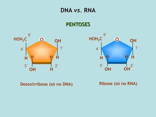 DNA vs. RNA
PENTOSES
O
HOH2C
H
H
H
H H
OH
OH
Desoxirribose (só no DNA)
1´
5´
4´
3´ 2´
Ribose (só no RNA)
O
HOH2C
H
OH
H
H H
OH
OH
1´
5´
4´
3´ 2´
 