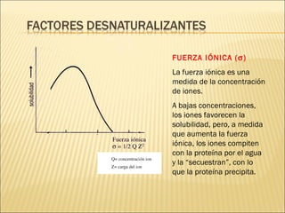 FUERZA IÓNICA (  ) La fuerza iónica es una medida de la concentración de iones.  A bajas concentraciones, los iones favorecen la solubilidad, pero, a medida que aumenta la fuerza iónica, los iones compiten con la proteína por el agua y la “secuestran”, con lo que la proteína precipita. 