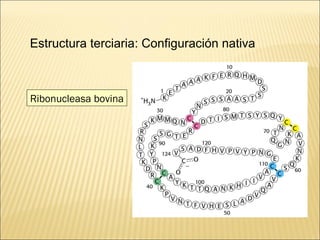 Ribonucleasa bovina Estructura terciaria: Configuración nativa 