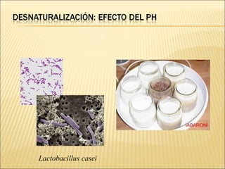 Lactobacillus casei 