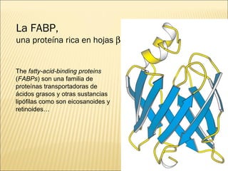 La FABP,  una proteína rica en hojas  The  fatty-acid-binding proteins  ( FABPs ) son una familia de proteínas transportadoras de ácidos grasos y otras sustancias lipófilas como son eicosanoides y retinoides… 