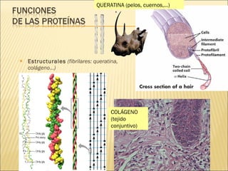 Estructurales   (fibrilares: queratina, colágeno…) QUERATINA (pelos, cuernos,…) COLÁGENO (tejido conjuntivo) 