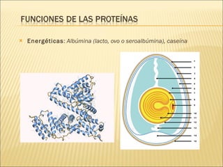 Energéticas :  Albúmina (lacto, ovo o seroalbúmina), caseína 
