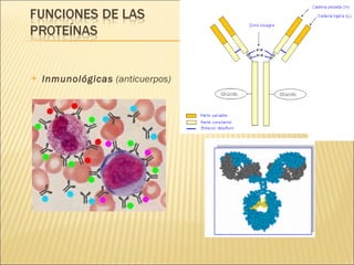 Inmunológicas  (anticuerpos) 