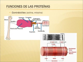 Contráctiles  (actina, miosina) 