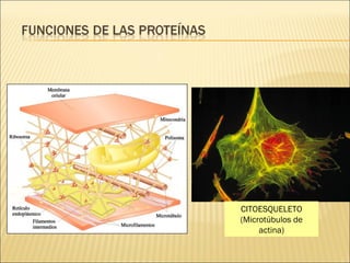 CITOESQUELETO (Microtúbulos de actina) 