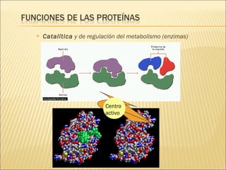 Catalítica  y de regulación del metabolismo (enzimas) Centro activo 