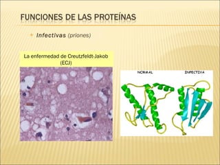 Infectivas  (priones)   La enfermedad de Creutzfeldt-Jakob  (ECJ)  