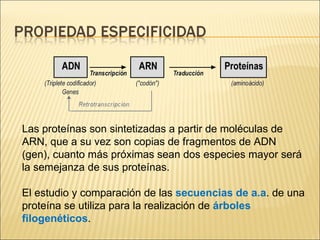 Las proteínas son sintetizadas a partir de moléculas de ARN, que a su vez son copias de fragmentos de ADN (gen), cuanto más próximas sean dos especies mayor será la semejanza de sus proteínas. El estudio y comparación de las  secuencias de a.a . de una proteína se utiliza para la realización de  árboles filogenéticos . 