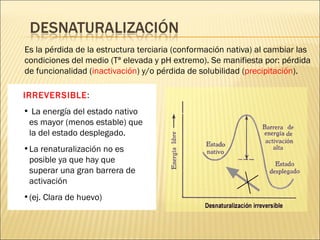 IRREVERSIBLE : La energía del estado nativo es mayor (menos estable) que la del estado desplegado. La renaturalización no es posible ya que hay que superar una gran barrera de activación (ej. Clara de huevo) Es la pérdida de la estructura terciaria (conformación nativa) al cambiar las condiciones del medio (Tª elevada y pH extremo). Se manifiesta por: pérdida de funcionalidad ( inactivación ) y/o pérdida de solubilidad ( precipitación ). 