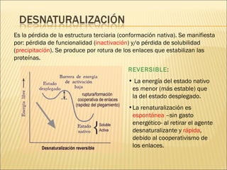 Es la pérdida de la estructura terciaria (conformación nativa). Se manifiesta por: pérdida de funcionalidad ( inactivación ) y/o pérdida de solubilidad ( precipitación ). Se produce por rotura de los enlaces que estabilizan las proteínas.  REVERSIBLE : La energía del estado nativo es menor (más estable) que la del estado desplegado. La renaturalización es  espontánea  –sin gasto energético- al retirar el agente desnaturalizante y  rápida , debido al cooperativismo de los enlaces. 