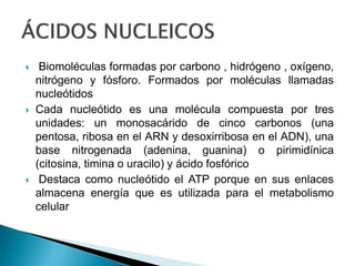  Biomoléculas formadas por carbono , hidrógeno , oxígeno,
nitrógeno y fósforo. Formados por moléculas llamadas
nucleótidos
 Cada nucleótido es una molécula compuesta por tres
unidades: un monosacárido de cinco carbonos (una
pentosa, ribosa en el ARN y desoxirribosa en el ADN), una
base nitrogenada (adenina, guanina) o pirimidínica
(citosina, timina o uracilo) y ácido fosfórico
 Destaca como nucleótido el ATP porque en sus enlaces
almacena energía que es utilizada para el metabolismo
celular
 
