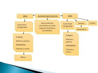 QUE SON LAS BIOMOLECULAS "UTCH" 