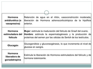 Hormona
antidiurética (o
vasopresina)
Retención de agua en el riñón, vasoconstricción moderada;
liberación de Hormona adrenocorticotrópica de la hipófisis
anterior.
Hormona
estimuladora del
folículo
Mujer: estimula la maduración del folículo de Graaf del ovario.
Hombre: estimula la espermatogénesis y la producción de
proteínas del semen por las células de Sertoli de los testículos.
Glucagón
Glucogenólisis y gluconeogénesis, lo que incrementa el nivel de
glucosa en sangre.
Hormona
liberadora de
gonadatropina
Estimula la liberación de Hormona estimuladora del folículo y de
hormona luteinizante.
 