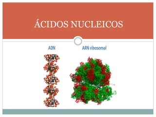 ÁCIDOS NUCLEICOS
 