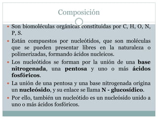 Composición
 Son biomoléculas orgánicas constituidas por C, H, O, N,
P, S.
 Están compuestos por nucleótidos, que son moléculas
que se pueden presentar libres en la naturaleza o
polimerizadas, formando ácidos nucleicos.
 Los nucleótidos se forman por la unión de una base
nitrogenada, una pentosa y uno o más ácidos
fosfóricos.
 La unión de una pentosa y una base nitrogenada origina
un nucleósido, y su enlace se llama N - glucosídico.
 Por ello, también un nucleótido es un nucleósido unido a
uno o más ácidos fosfóricos.
 