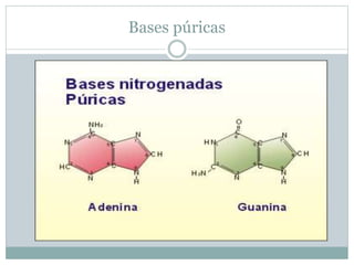 Bases púricas
 