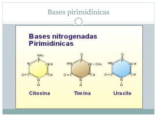 Bases pirimidínicas
 