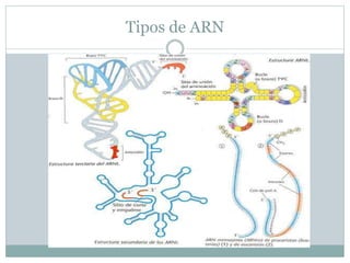 Tipos de ARN
 