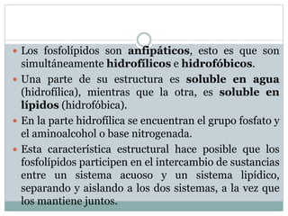  Los fosfolípidos son anfipáticos, esto es que son
simultáneamente hidrofílicos e hidrofóbicos.
 Una parte de su estructura es soluble en agua
(hidrofílica), mientras que la otra, es soluble en
lípidos (hidrofóbica).
 En la parte hidrofílica se encuentran el grupo fosfato y
el aminoalcohol o base nitrogenada.
 Esta característica estructural hace posible que los
fosfolípidos participen en el intercambio de sustancias
entre un sistema acuoso y un sistema lipídico,
separando y aislando a los dos sistemas, a la vez que
los mantiene juntos.
 