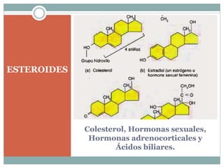 Colesterol, Hormonas sexuales,
Hormonas adrenocorticales y
Ácidos biliares.
ESTEROIDES
 