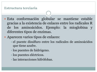 Estructura terciaria
 Esta conformación globular se mantiene estable
gracias a la existencia de enlaces entre los radicales R
de los aminoácidos. Ejemplo: la mioglobina y
diferentes tipos de enzimas.
 Aparecen varios tipos de enlaces:
el puente disulfuro entre los radicales de aminoácidos
que tiene azufre.
los puentes de hidrógeno.
los puentes eléctricos.
las interacciones hifrófobas.
 