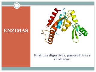 Enzimas digestivas, pancreáticas y
cardiacas.
ENZIMAS
 