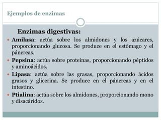 Ejemplos de enzimas
Enzimas digestivas:
 Amilasa: actúa sobre los almidones y los azúcares,
proporcionando glucosa. Se produce en el estómago y el
páncreas.
 Pepsina: actúa sobre proteínas, proporcionando péptidos
y aminoácidos.
 Lipasa: actúa sobre las grasas, proporcionando ácidos
grasos y glicerina. Se produce en el páncreas y en el
intestino.
 Ptialina: actúa sobre los almidones, proporcionando mono
y disacáridos.
 