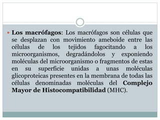  Los macrófagos: Los macrófagos son células que
se desplazan con movimiento ameboide entre las
células de los tejidos fagocitando a los
microorganismos, degradándolos y exponiendo
moléculas del microorganismo o fragmentos de estas
en su superficie unidas a unas moléculas
glicoproteicas presentes en la membrana de todas las
células denominadas moléculas del Complejo
Mayor de Histocompatibilidad (MHC).
 