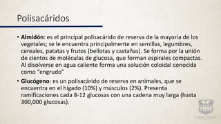 Polisacáridos
• Almidón: es el principal polisacárido de reserva de la mayoría de los
vegetales; se le encuentra principalmente en semillas, legumbres,
cereales, patatas y frutos (bellotas y castañas). Se forma por la unión
de cientos de moléculas de glucosa, que forman espirales compactas.
Al disolverse en agua caliente forma una solución coloidal conocida
como “engrudo”
• Glucógeno: es un polisacárido de reserva en animales, que se
encuentra en el hígado (10%) y músculos (2%). Presenta
ramificaciones cada 8-12 glucosas con una cadena muy larga (hasta
300,000 glucosas).
 