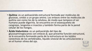 • Quitina: es un polisacárido estructural formado por moléculas de
glucosas, unidas a un grupo amino. Los enlaces entre las moléculas de
quitina son como los de la celulosa, de modo que tampoco el ser
humano puede digerirla. Se encuentra en el exoesqueleto de
cangrejos, langostas e insectos y también forma parte de la pared
celular de los hongos.
• Ácido hialurónico: es un polisacárido del tipo de
glucosaminoglucanos con enlaces β, que presenta función estructural,
se le encuentra formando parte de la estructura en los tejidos
conectivos de los vertebrados, líquido sinovial de las articulaciones y
en el humor vítreo del ojo.
 