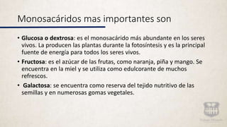 Monosacáridos mas importantes son
• Glucosa o dextrosa: es el monosacárido más abundante en los seres
vivos. La producen las plantas durante la fotosíntesis y es la principal
fuente de energía para todos los seres vivos.
• Fructosa: es el azúcar de las frutas, como naranja, piña y mango. Se
encuentra en la miel y se utiliza como edulcorante de muchos
refrescos.
• Galactosa: se encuentra como reserva del tejido nutritivo de las
semillas y en numerosas gomas vegetales.
 