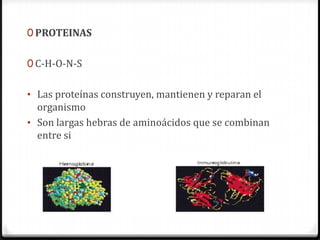 0 PROTEINAS


0 C-H-O-N-S


• Las proteínas construyen, mantienen y reparan el
  organismo
• Son largas hebras de aminoácidos que se combinan
  entre si
 