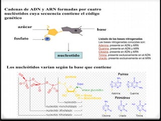 Listado de las bases nitrogenadas
Las bases nitrogenadas conocidas son:
Adenina, presente en ADN y ARN
Guanina, presente en ADN y ARN
Citosina, presente en ADN y ARN
Timina, presente exclusivamente en el ADN
Uracilo, presente exclusivamente en el ARN
 