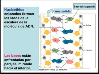 Biomoleculas y macromoleculas