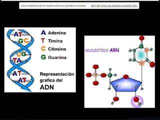 Biomoleculas y macromoleculas