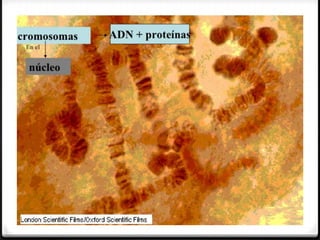 Biomoleculas y macromoleculas