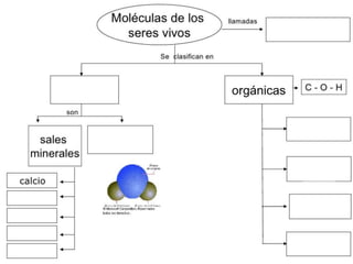 Biomoleculas y macromoleculas