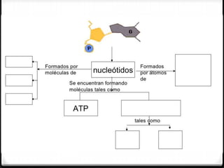 Biomoleculas y macromoleculas