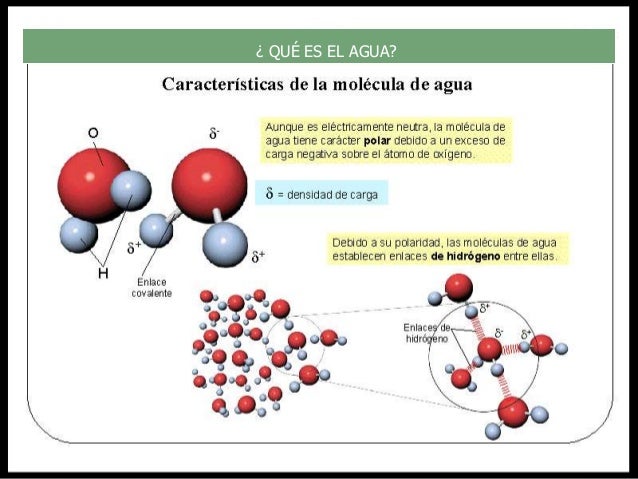 Aprender cómo Metabolismo basale