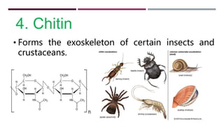 4. Chitin
• Forms the exoskeleton of certain insects and
crustaceans.
 