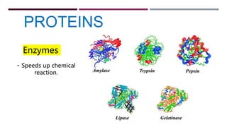 PROTEINS
- Speeds up chemical
reaction.
Enzymes
 