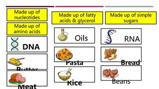 Made up of
nucleotides
Made up of fatty
acids & glycerol
Made up of simple
sugars
Made up of
amino acids
Oils RNA
Butter
Bread
Rice
Pasta
Beans
DNA
 