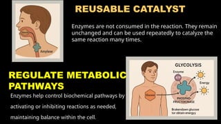 biomolecule6 protein, DNA and Enzymes.pptx