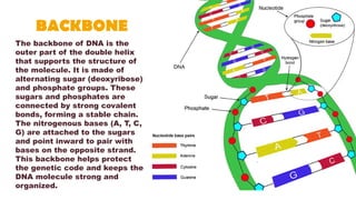 biomolecule6 protein, DNA and Enzymes.pptx
