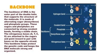 biomolecule6 protein, DNA and Enzymes.pptx