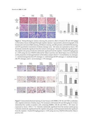 Biomolecules 2020, 10, 1488 11 of 19
Biomolecules 2020, 10, x 11 of 19
Figure 6. Histopathological analysis showing the protective effect of linalool (50 and 100 mg/kg) on
the kidney tissues challenged through cisplatin injection: representative photomicrographs of (Ⅰ)
hematoxylin and eosin (HE) staining, (Ⅱ) Masson staining, and (Ⅲ) periodic acid Schiff (PAS)
staining, and (Ⅳ) quantitative assessment of tubular damage score. All values are expressed as
mean ± SD. # indicates statistically significant from the normal control group, * denotes statistically
significant from the cisplatin-only group, @ indicates statistically significant from the cisplatin +
linalool 50 mg/kg group (p  0.05) using one-way ANOVA followed by Tukey’s post-hoc test. Renal
injury was scored based on the proportion of damaged tubules in the kidney sample where 0 = normal
kidney (no damage), 1 = minimal damage (less than 25% damage), 2 = mild damage (25–50% damage),
3 = moderate damage (50–75% damage), and 4 = severe damage ( 75% damage).
3.8. Immunohistochemical Protein Assay
As illustrated in Figure 7, immunohistochemical staining of the renal samples with HMBG1, NF-
κB, and TNF-α antibodies produced only minimal immunoreactive responses in the normal and
linalool groups. HMBG1-, NF-κB-, and TNF-α-positive cells were distributed widely in the cisplatin
control renal sections. Sections from animals pre-treated with linalool had fewer positive cells.
Figure 7. Immunohistochemical staining of renal tissues with HMBG1, NF-κB, and TNF-α antibodies
after cisplatin induction of kidney injury. Pre-treatment with linalool (50 and 100 mg/kg) for 14 days
diminished the number of positive cells containing HMBG1, NF-κB, and TNF-α. All values are
expressed as mean ± SD (n = 3). # denotes statistically significant from the normal control group, *
indicates statistically significant from the cisplatin-only group, and @ represents statistically
Figure 6. Histopathological analysis showing the protective effect of linalool (50 and 100 mg/kg)
on the kidney tissues challenged through cisplatin injection: representative photomicrographs of (I)
hematoxylin and eosin (HE) staining, (II) Masson staining, and (III) periodic acid Schiff (PAS) staining,
and (IV) quantitative assessment of tubular damage score. All values are expressed as mean ± SD.
# indicates statistically significant from the normal control group, * denotes statistically significant from
the cisplatin-only group, @ indicates statistically significant from the cisplatin + linalool 50 mg/kg group
(p  0.05) using one-way ANOVA followed by Tukey’s post-hoc test. Renal injury was scored based
on the proportion of damaged tubules in the kidney sample where 0 = normal kidney (no damage),
1 = minimal damage (less than 25% damage), 2 = mild damage (25–50% damage), 3 = moderate damage
(50–75% damage), and 4 = severe damage ( 75% damage).
Figure 6. Histopathological analysis showing the protective effect of linalool (50 and 100 mg/kg) on
the kidney tissues challenged through cisplatin injection: representative photomicrographs of (Ⅰ)
hematoxylin and eosin (HE) staining, (Ⅱ) Masson staining, and (Ⅲ) periodic acid Schiff (PAS)
staining, and (Ⅳ) quantitative assessment of tubular damage score. All values are expressed as
mean ± SD. # indicates statistically significant from the normal control group, * denotes statistically
significant from the cisplatin-only group, @ indicates statistically significant from the cisplatin +
linalool 50 mg/kg group (p  0.05) using one-way ANOVA followed by Tukey’s post-hoc test. Renal
injury was scored based on the proportion of damaged tubules in the kidney sample where 0 = normal
kidney (no damage), 1 = minimal damage (less than 25% damage), 2 = mild damage (25–50% damage),
3 = moderate damage (50–75% damage), and 4 = severe damage ( 75% damage).
3.8. Immunohistochemical Protein Assay
As illustrated in Figure 7, immunohistochemical staining of the renal samples with HMBG1, NF-
κB, and TNF-α antibodies produced only minimal immunoreactive responses in the normal and
linalool groups. HMBG1-, NF-κB-, and TNF-α-positive cells were distributed widely in the cisplatin
control renal sections. Sections from animals pre-treated with linalool had fewer positive cells.
Figure 7. Immunohistochemical staining of renal tissues with HMBG1, NF-κB, and TNF-α antibodies
after cisplatin induction of kidney injury. Pre-treatment with linalool (50 and 100 mg/kg) for 14 days
diminished the number of positive cells containing HMBG1, NF-κB, and TNF-α. All values are
expressed as mean ± SD (n = 3). # denotes statistically significant from the normal control group, *
indicates statistically significant from the cisplatin-only group, and @ represents statistically
Figure 7. Immunohistochemical staining of renal tissues with HMBG1, NF-κB, and TNF-α antibodies
after cisplatin induction of kidney injury. Pre-treatment with linalool (50 and 100 mg/kg) for 14 days
diminished the number of positive cells containing HMBG1, NF-κB, and TNF-α. All values are
expressed as mean ± SD (n = 3). # denotes statistically significant from the normal control group,
* indicates statistically significant from the cisplatin-only group, and @ represents statistically significant
from the cisplatin + linalool 50 mg/kg group (p  0.05) using one-way ANOVA followed by Tukey’s
post-hoc test.
 