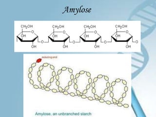 Amylose
 